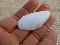 Megangulus bodegensis