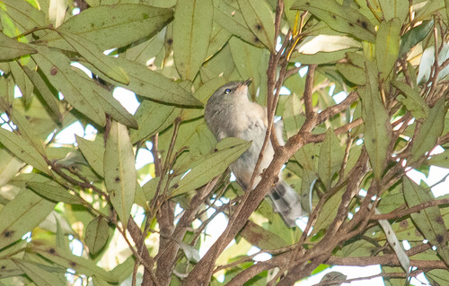 Acanthizidae