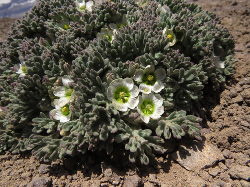 Nototriche compacta, photograph 2