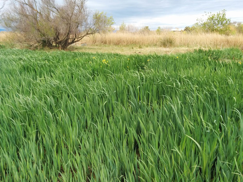 Iris pseudacorus