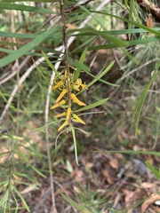 Persoonia linearis