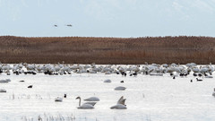 Cygnus columbianus columbianus