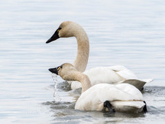 Cygnus columbianus columbianus