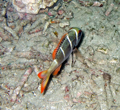 Monotaxis heterodon