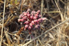 Euphorbia radians