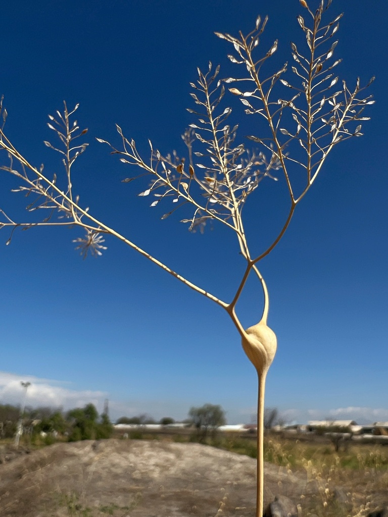 Lepidium vesicarium