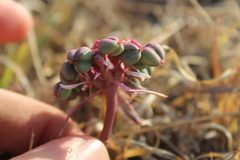 Euphorbia radians