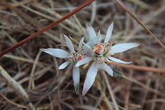 Euphorbia radians