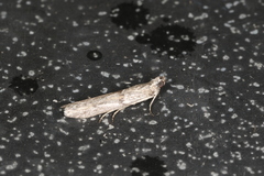 Homoeosoma vagella
