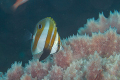 Coradion chrysozonus