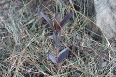 Asclepias glaucescens