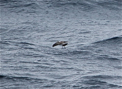Pelagodroma marina