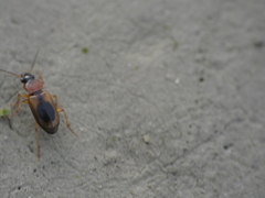 Stenolophus discophorus