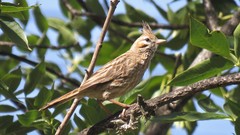 Coryphistera alaudina