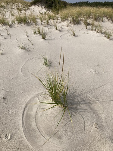 American beachgrass