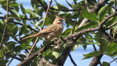 Coryphistera alaudina