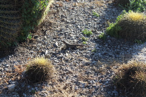 Sceloporus spinosus
