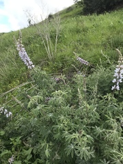 Lupinus longifolius