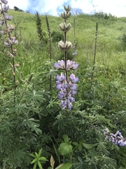Lupinus longifolius