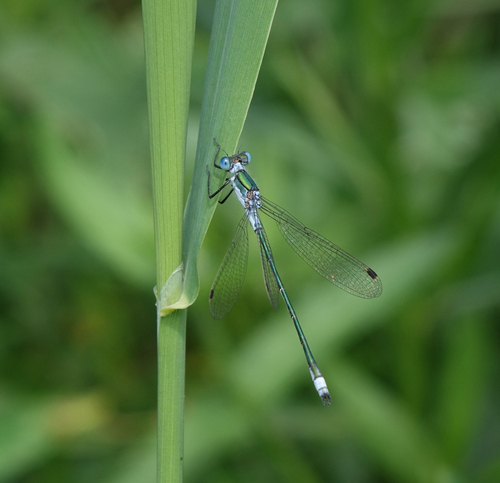 Common Spreadwing photo 6