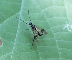 Athericidae
