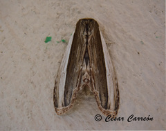 Truncaptera truncata