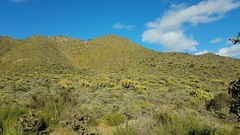 Myrtillocactus cochal