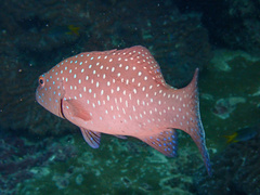 Roving Coralgrouper photo 3