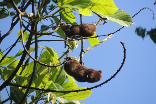 Macropsychanthus violaceus, photograph 6
