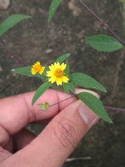 Melampodium microcephalum