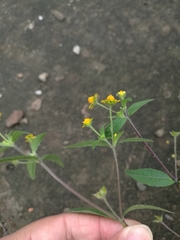 Melampodium microcephalum