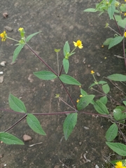 Melampodium microcephalum