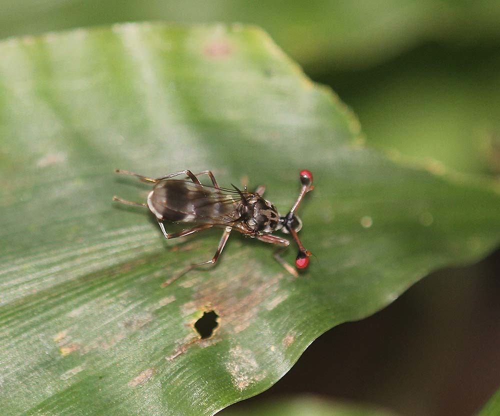 Eurydiopsis