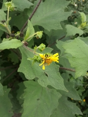 Smallanthus maculatus