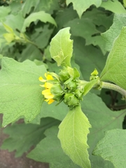 Smallanthus maculatus