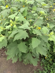 Smallanthus maculatus