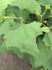 Smallanthus maculatus