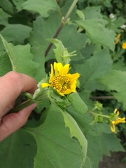 Smallanthus maculatus