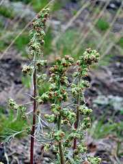 Artemisia furcata