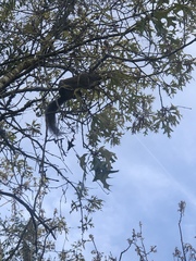 Sciurus carolinensis