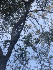 Sciurus carolinensis