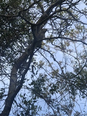 Sciurus carolinensis