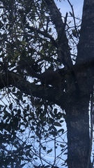 Sciurus carolinensis