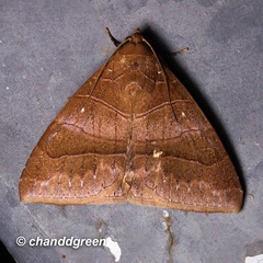 Bastilla absentimacula