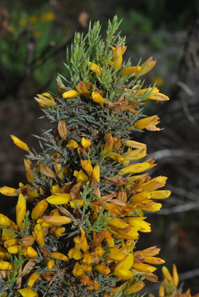 Ulex argenteus