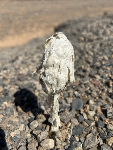 Desert Shaggymane