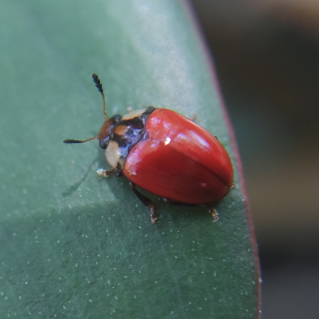 Mycotretus apicalis