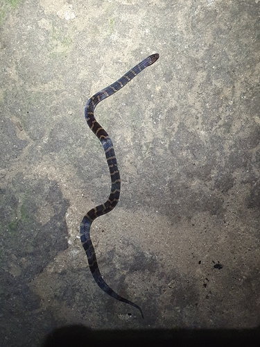 Atractus touzeti