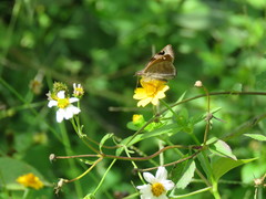 Arteurotia tractipennis tractipennis