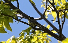 Setophaga kirtlandii